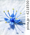 紫陽花