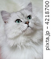 ペルシャ猫　白猫　アップ