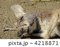 カンガルーの寝顔