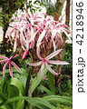 クリナム　Crinum amabile