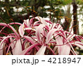 クリナム　Crinum amabile