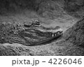 モノクロ　ワニの横顔