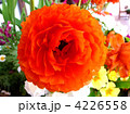 春の花　ラナンキュラス