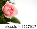 4227017