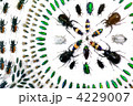 甲虫目