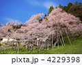 臥龍桜