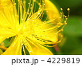 4229819