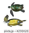 アオウミガメ