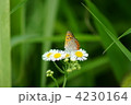 紅小灰蝶と姫女苑