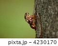 油蝉の羽化　時間がかかっているようで色づき始めています。
