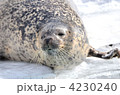 アザラシ