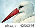 白サギ