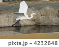 シラサギ（大鷺）