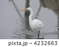 シラサギ（大鷺）