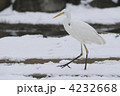 シラサギ（大鷺）