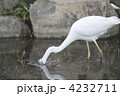 シラサギ（大鷺）