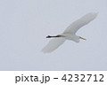 シラサギ（大鷺）