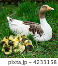 4233158
