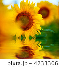 4233306