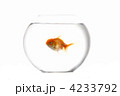 4233792