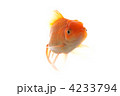 4233794