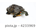 4233969