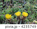 春を呼ぶ福寿草