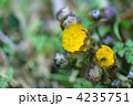 春を呼ぶ福寿草