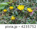 春を呼ぶ福寿草