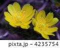 春を呼ぶ福寿草
