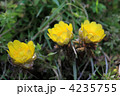 春を呼ぶ福寿草
