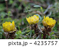 春を呼ぶ福寿草