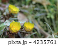 春を呼ぶ福寿草