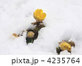 春を呼ぶ福寿草