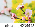 色鮮やかな春