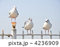 4236909