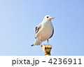 4236911