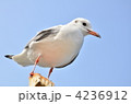 4236912