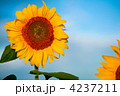 4237211