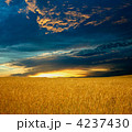 4237430