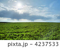 4237533