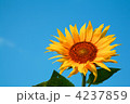 4237859