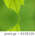 4238126