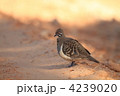 ライチョウバト