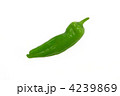 ししとう