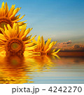 4242270