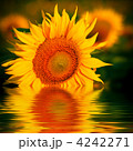 4242271