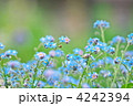 ワスレナグサ
