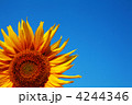 4244346