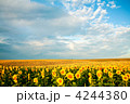 4244380
